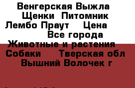 Венгерская Выжла. Щенки. Питомник Лембо Праут. › Цена ­ 35 000 - Все города Животные и растения » Собаки   . Тверская обл.,Вышний Волочек г.
